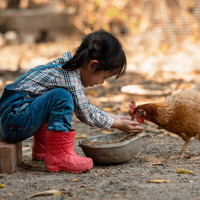 Asian,Little,Girl,And,Young,Woman,Feed,The,Chicken,In