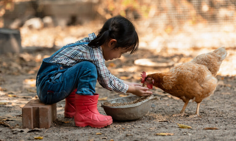 Asian,Little,Girl,And,Young,Woman,Feed,The,Chicken,In