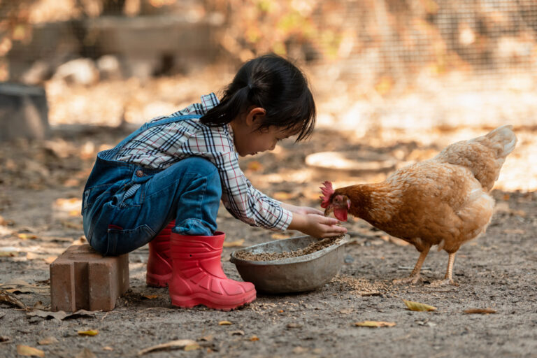 Asian,Little,Girl,And,Young,Woman,Feed,The,Chicken,In