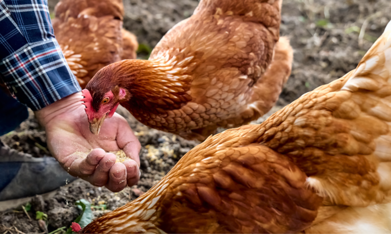 kakelpraat maagkiezel kip kakelpraat maagkiezel kip