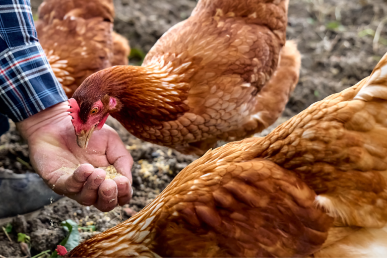 kakelpraat maagkiezel kip kakelpraat maagkiezel kip