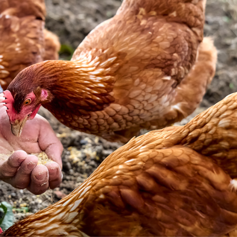 kakelpraat maagkiezel kip kakelpraat maagkiezel kip