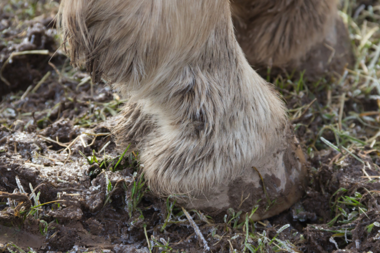 paard met mok Paard met mok