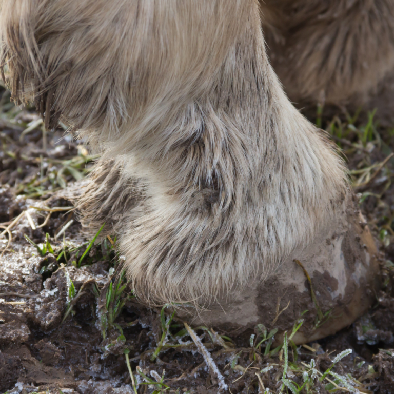 paard met mok Paard met mok