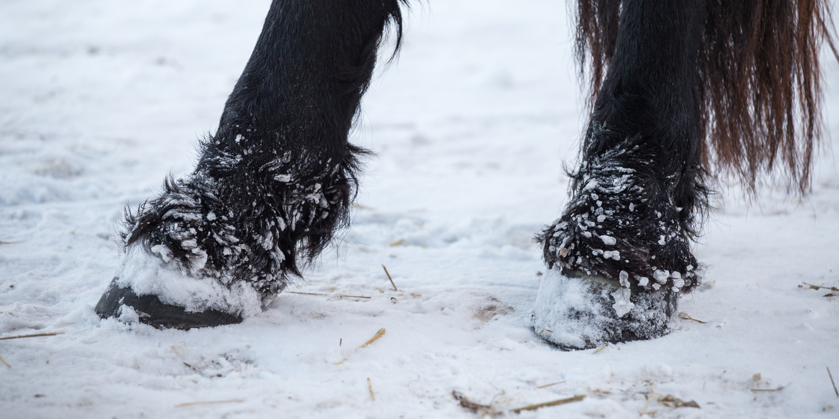 natuurlijk middelen mijten paard natuurlijk middelen mijten paard
