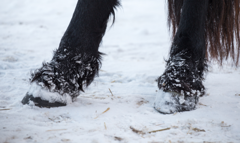 natuurlijk middelen mijten paard