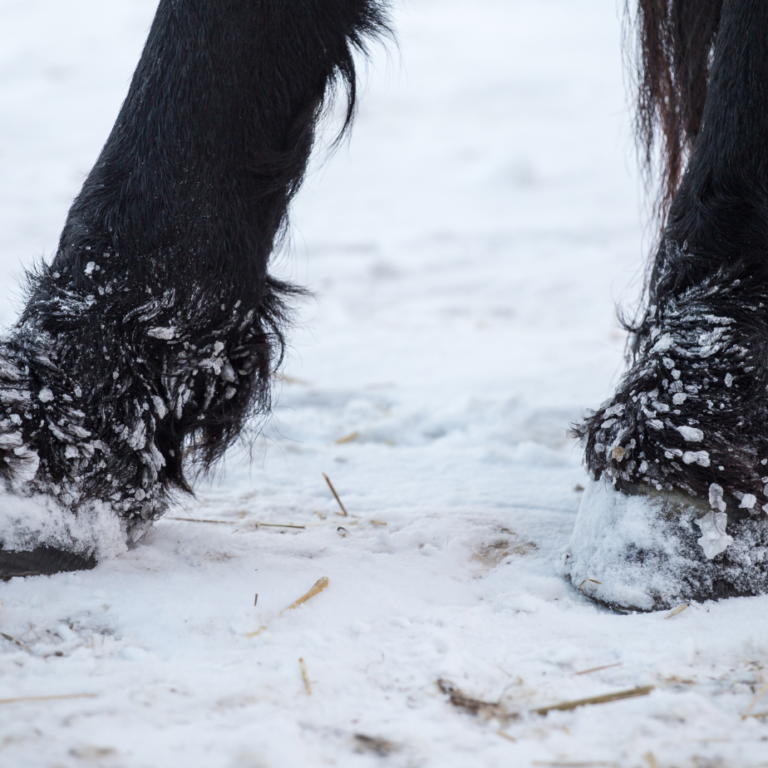 natuurlijk middelen mijten paard natuurlijk middelen mijten paard