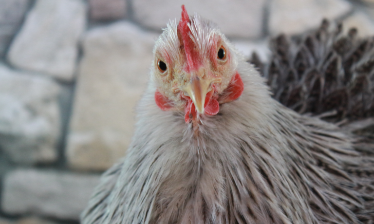 plofkip en goede voornemens