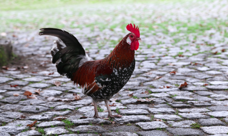 kalkpoten kip herkennen