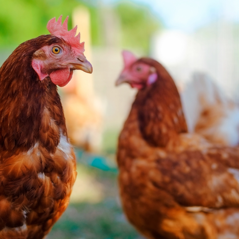 oplossingen voor kalkpoten bij kippen oplossingen voor kalkpoten bij kippen
