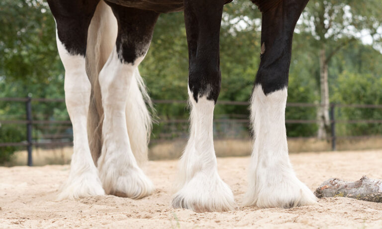 HELTIE horse 15-8-22 DaKo Fotografie (webformaat) (98)