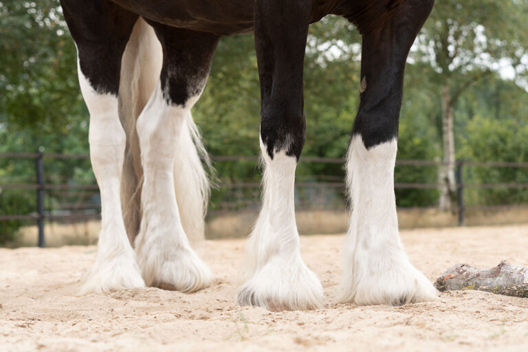HELTIE horse 15-8-22 DaKo Fotografie (webformaat) (98)