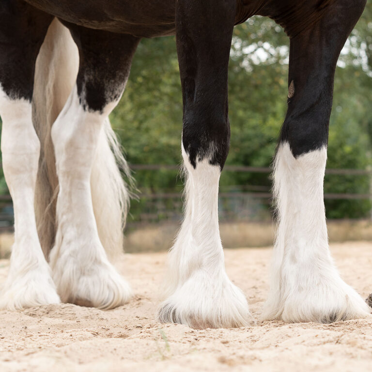 HELTIE horse 15-8-22 DaKo Fotografie (webformaat) (98)