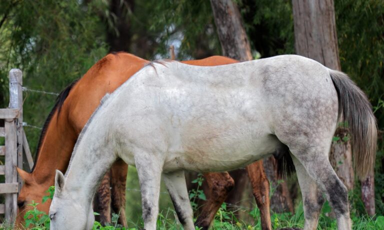 KOELE KIPPEN tips warmtebeheer (28)