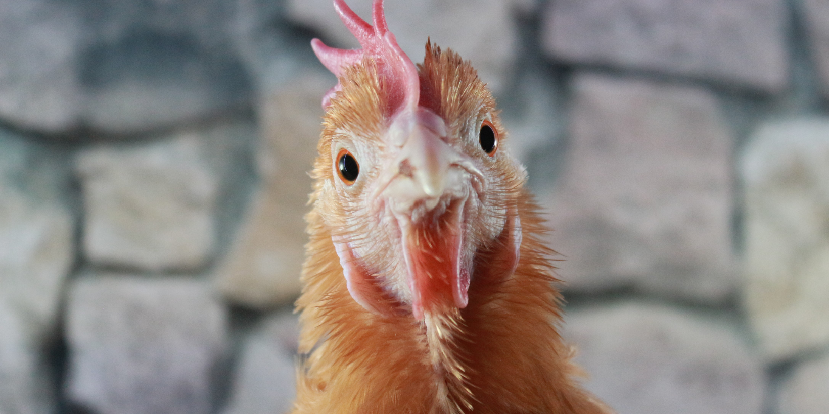 kalkpoten bij kippen