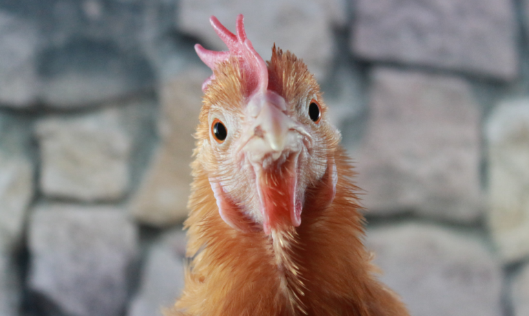 kalkpoten bij kippen