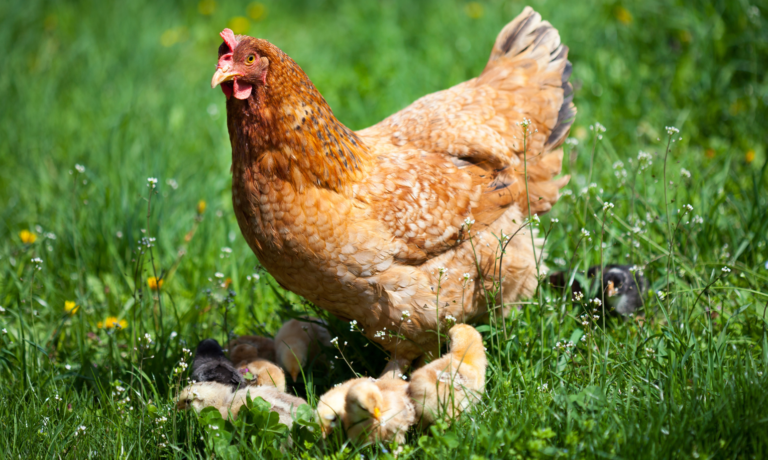 bloedluis kip bestrijden