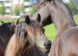 zomereczeem paard jeuk paard
