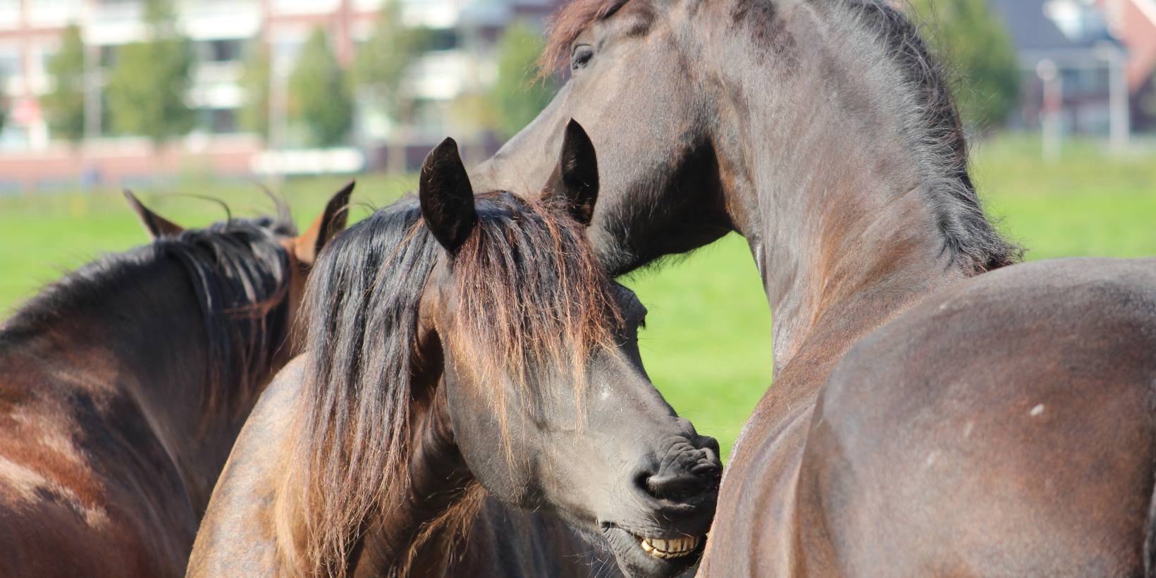 zomereczeem paard jeuk paard