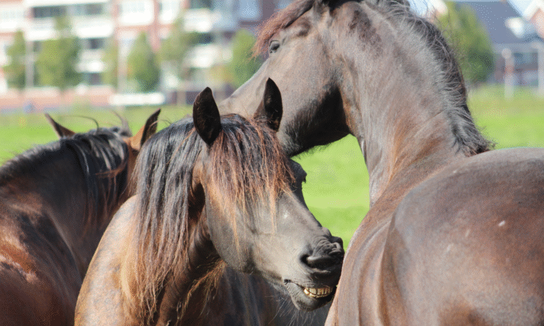 zomereczeem paard jeuk paard zomereczeem paard jeuk paard
