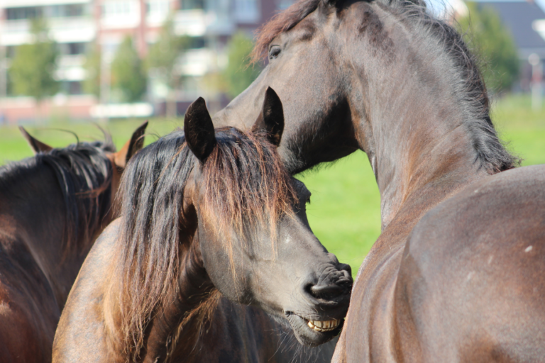 zomereczeem paard jeuk paard zomereczeem paard jeuk paard