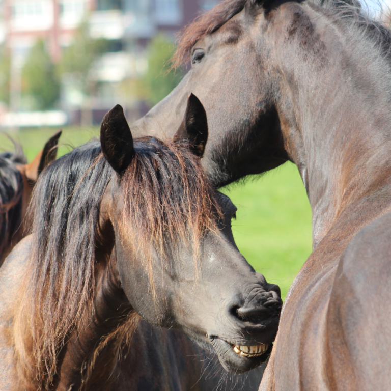 zomereczeem paard jeuk paard zomereczeem paard jeuk paard