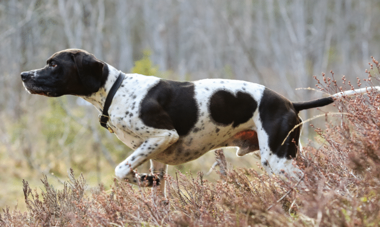 hond teken boswandeling hond teken boswandeling