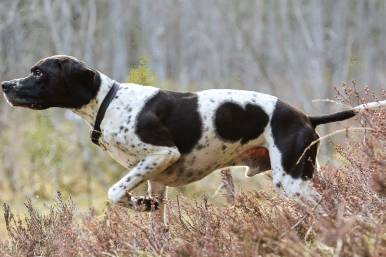 hond teken boswandeling