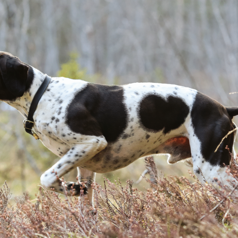 hond teken boswandeling