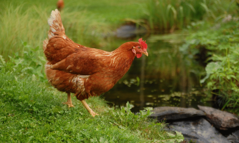 kippen bloedluis kippen houden kippen bloedluis kippen houden