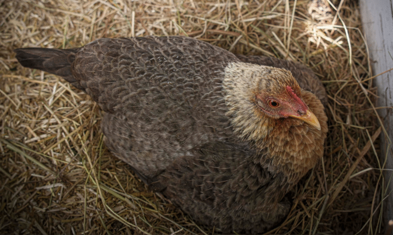 broedse kip AskFinecto broedse kip AskFinecto