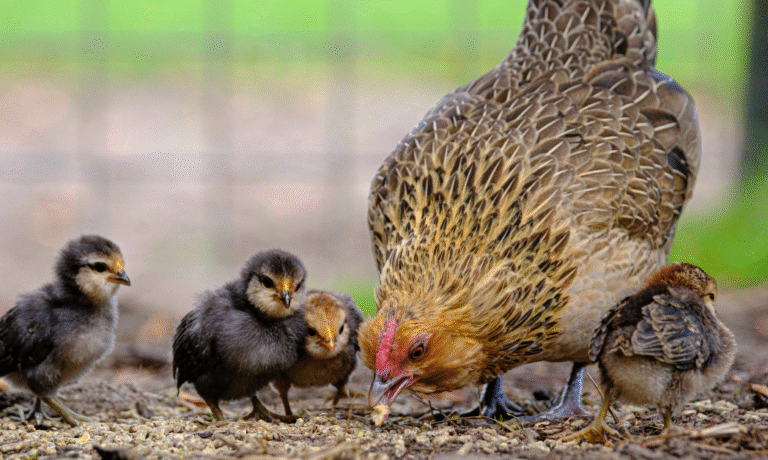 kakelpraat finecto broedse kippen kakelpraat finecto broedse kippen