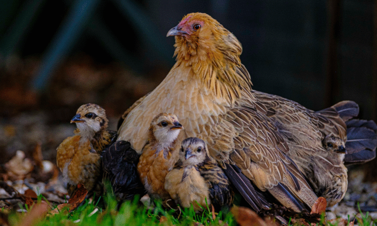 kloek met kuikens AskFinecto kloek met kuikens AskFinecto